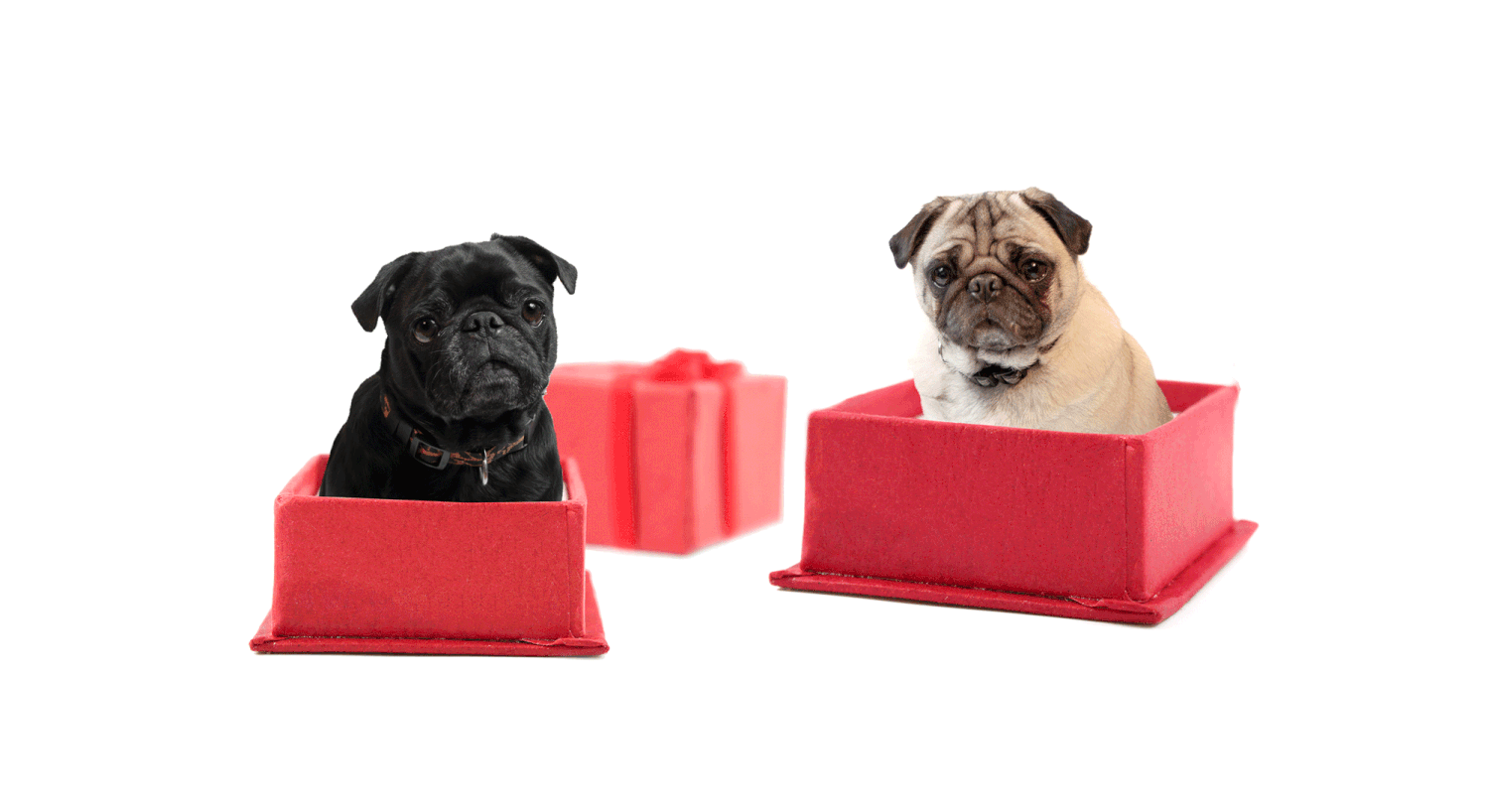 Pug presents clearance